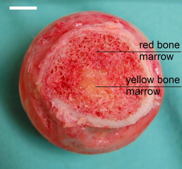kirmizi kemik iligi hangi kemiklerde bulunur gorevleri ve anatomisi